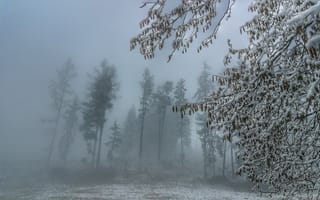 Картинка лес, туман, зима, снег, деревья, природа, пейзаж