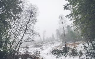 Картинка лес, зима, туман, природа, деревья, снег, пейзаж