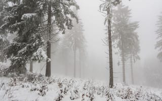 Картинка лес, зима, снег, туман, деревья, природа, пейзаж