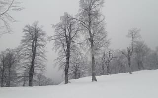 Картинка зима, снег, деревья, пейзаж, холод, природа, мгла