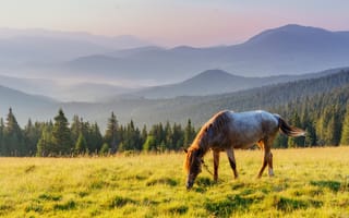 Картинка лошадь, природа, горы, пейзаж, трава, закат, лес