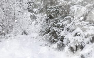 Картинка зима, снег, лес, природа, пейзаж, холод, деревья, мир, тишина, снежный