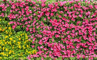 Картинка цветы, природа, розовый, желтый, сад, растения, красота