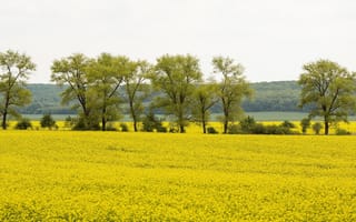 Картинка пейзаж, поле, жёлтый, деревья, природа, лето, сельский