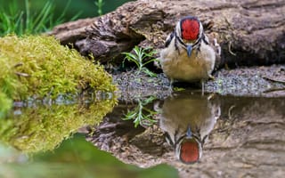 Картинка птица, отражение, природа, водоем, лес, мох, красный