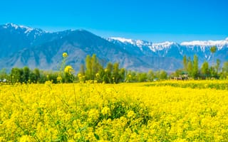 Картинка пейзаж, горы, цветы, жёлтый, природа, лето, небо