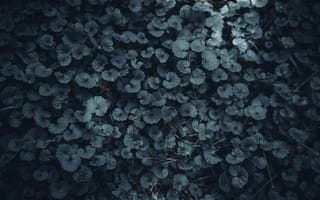 Картинка листья, природа, темный, фон, растения, зелень, текстура