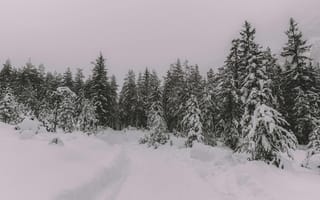 Картинка зима, снег, лес, деревья, пейзаж, природа, мгла