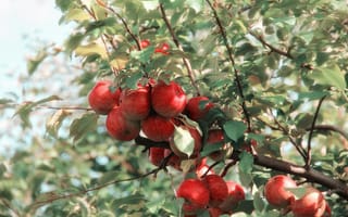 Картинка яблоки, дерево, фрукты, природа, лето, сад, зелень
