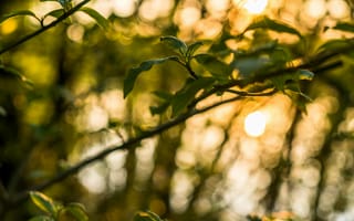 Картинка природа, листья, закат, деревья, освещение, зелень, фотография