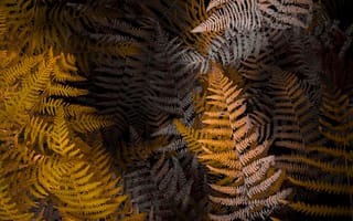 Картинка папоротник, осень, природа, растения, фоны, листья, текстура