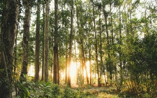 Картинка лес, природа, деревья, солнце, пейзаж, освещение, зелень