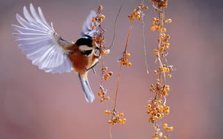 Картинка птица, природа, фото, красота, осень, ветка, фоновое изображение