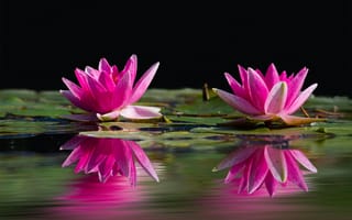 Картинка цветы, лотос, природа, водяные растения, отражение, розовый, спокойствие, водоем