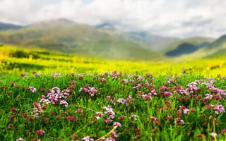 Картинка природа, цветы, пейзаж, трава, горы, лето, красота