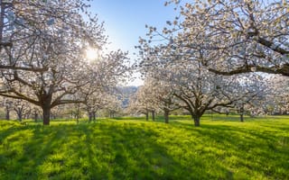 Картинка цветы, весна, природа, деревья, солнце, пейзаж, зелень