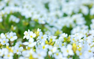 Картинка цветы, природа, белый, лето, пейзаж, красота, фото