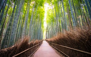 Картинка бамбук, лес, пейзаж, природа, путь, зелень, спокойствие