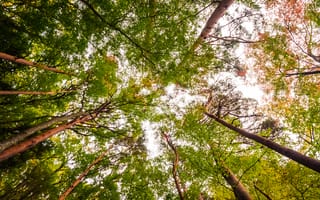 Картинка лес, деревья, природа, небо, осень, зелень, пейзаж