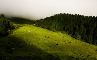 Картинка пейзаж, природа, горы, трава, коровы, лес, туман