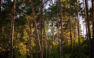 Картинка лес, деревья, природа, пейзаж, освещение, зелень, осень