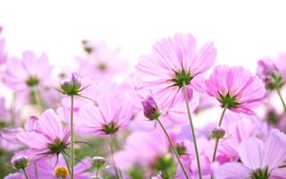 Картинка цветы, розовый, природа, красота, лето, пейзаж, флора