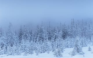 Картинка зима, снег, лес, природа, холод, туман, пейзаж