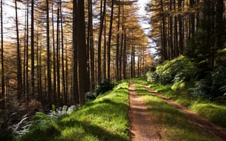 Картинка лес, пейзаж, природа, дорога, осень, деревья, тропа