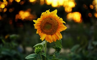 Картинка подсолнух, цветы, природа, закат, лето, красота, фотография