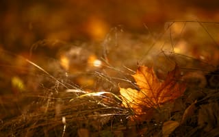 Картинка осень, листья, природа, пейзаж, золотой, грусть, мягкий свет