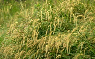 Картинка трава, природа, растения, зелень, ландшафт, лето, пейзаж