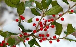 Картинка ягоды, зима, снег, растение, природа, красный, листья