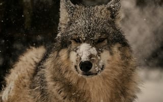 Картинка волк, зима, снег, природа, дикие животные, пейзаж, холод