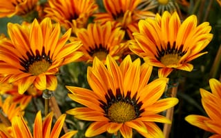Картинка цветы, оранжевый, природа, лето, красота, растения, фото