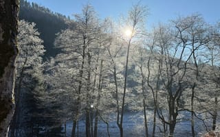 Картинка зима, солнце, деревья, лед, природа, пейзаж, свет