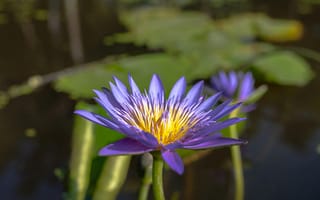 Картинка цветок, лилия, природа, водяная лилия, синий, красота, растение
