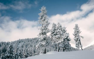 Картинка зима, снег, деревья, пейзаж, природа, горы, небо