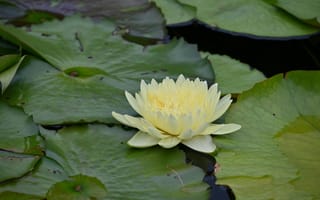 Картинка цветок, водяная лилия, природа, листья, водоем, лето, красота