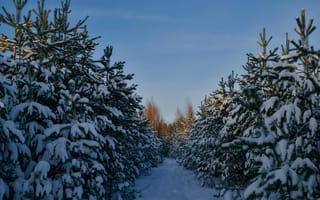 Картинка зима, лес, снег, пейзаж, природа, деревья, небо