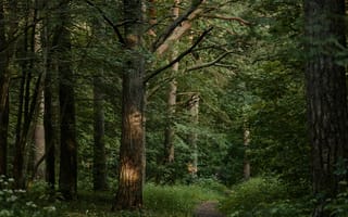 Картинка лес, природа, пейзаж, тропа, деревья, зелень, тишина