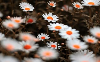 Картинка цветы, ромашки, природа, обои, красота, лето, фотография