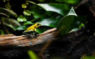 Картинка лягушка, природа, тропики, зелень, животные, фото, обои