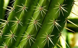 Картинка кактус, растение, колючки, зелёный, природа, фото, обои
