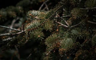 Картинка природа, деревья, зелень, лес, фото, обои, растения