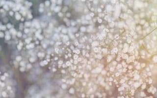 Картинка цветы, природа, фон, белый, красота, мягкий, размытый