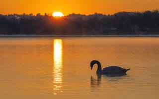 Картинка лебедь, закат, озеро, природа, водная гладь, пейзаж, спокойствие