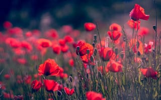 Картинка мак, цветы, природа, пейзаж, красный, лето, поле