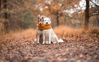 Картинка собаки, осень, природа, пейзаж, друзья, свитер, лампа