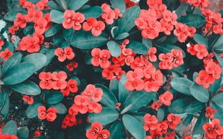 Картинка цветы, красные, растения, природа, листья, фото, обои