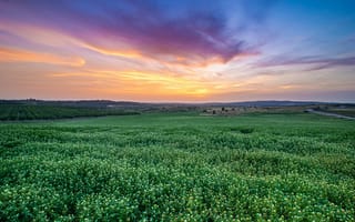 Картинка пейзаж, закат, природа, поля, цветы, небо, зелень
